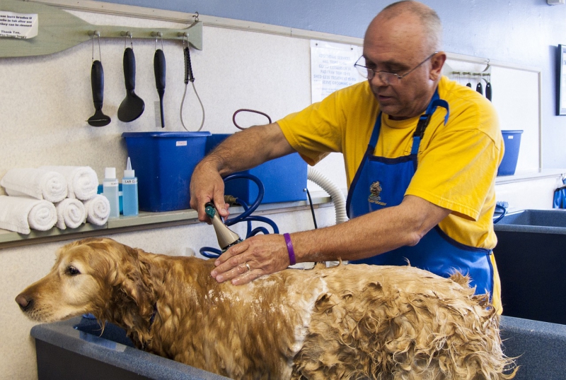 toiletteur-LA MARTRE-min_dog-bath-682169_1280